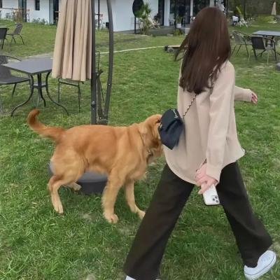 丹尼洛国王